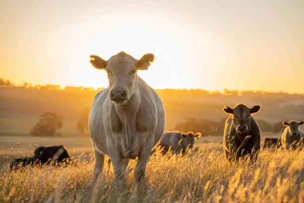 Farm insurance